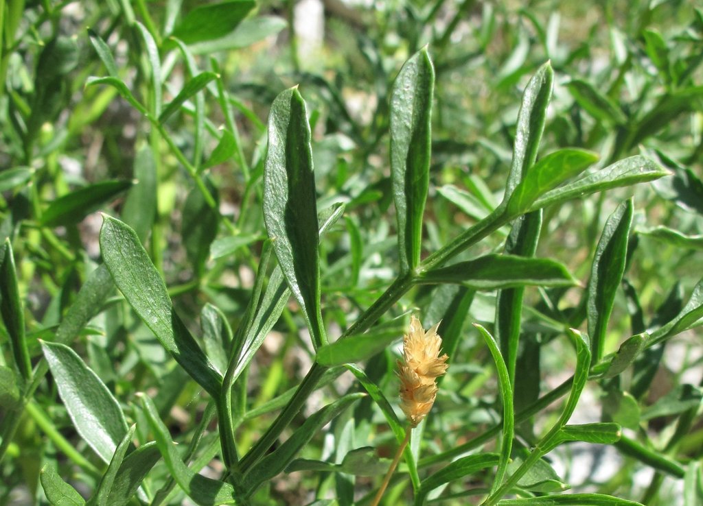 Laserpitium gallicum